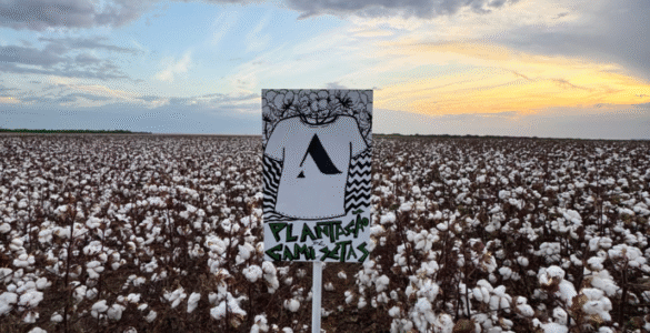 Future Climate e Almagrino vestem transparência na COP30