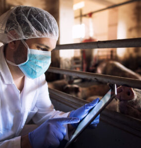 Frigoríficos investem mais em rastreabilidade da carne suína