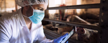 Frigoríficos investem mais em rastreabilidade da carne suína