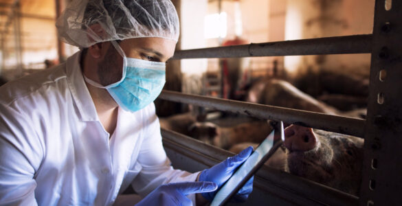 Frigoríficos investem mais em rastreabilidade da carne suína