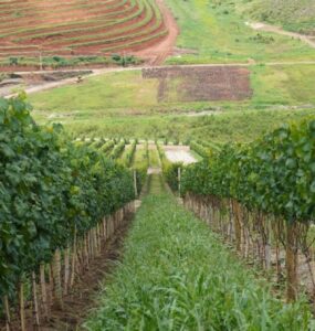 Projeto institucionaliza governança da vitivinicultura no RJ