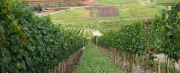 Projeto institucionaliza governança da vitivinicultura no RJ