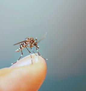 Tecnologia cria proteção contínua contra o Aedes aegypti