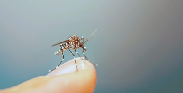 Tecnologia cria proteção contínua contra o Aedes aegypti