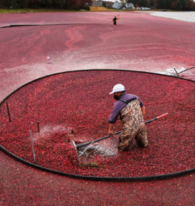 Aliado contra a infecção urinária, o cranberry começa a ganhar espaço no Brasil