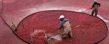 Aliado contra a infecção urinária, o cranberry começa a ganhar espaço no Brasil
