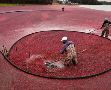 Aliado contra a infecção urinária, o cranberry começa a ganhar espaço no Brasil