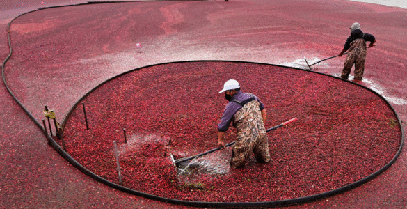 Aliado contra a infecção urinária, o cranberry começa a ganhar espaço no Brasil