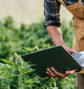 Novas RDCs da Anvisa aquecem mercado de cannabis medicinal