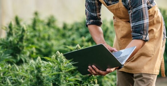 Novas RDCs da Anvisa aquecem mercado de cannabis medicinal