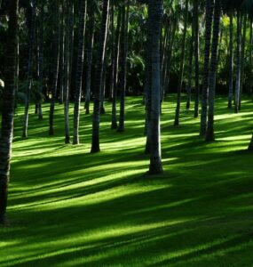 Mercado de carbono impulsiona a agenda ambiental e econômica