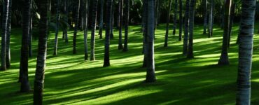 Mercado de carbono impulsiona a agenda ambiental e econômica