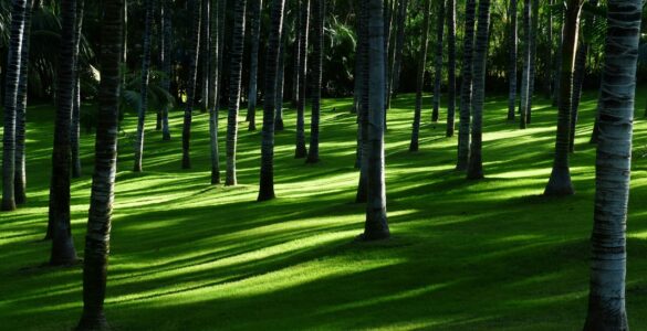 Mercado de carbono impulsiona a agenda ambiental e econômica