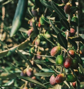 Produtores de azeitonas na Califórnia atuam sob modelo de autogestão industrial