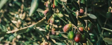 Produtores de azeitonas na Califórnia atuam sob modelo de autogestão industrial