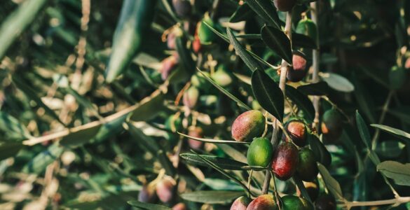 Produtores de azeitonas na Califórnia atuam sob modelo de autogestão industrial