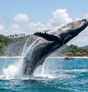 Ilhéus atrai turistas na temporada das jubartes