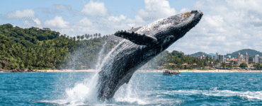 Ilhéus atrai turistas na temporada das jubartes