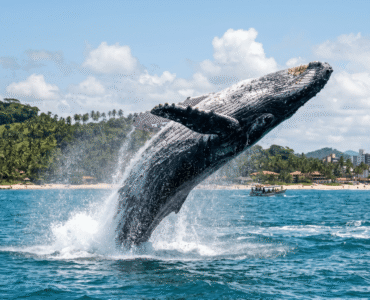 Ilhéus atrai turistas na temporada das jubartes