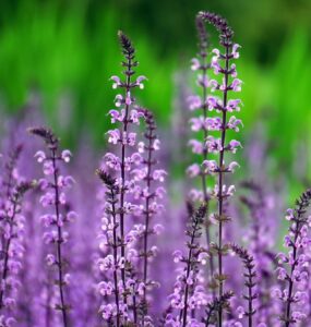 Plantas exigem cuidados específicos conforme o ambiente