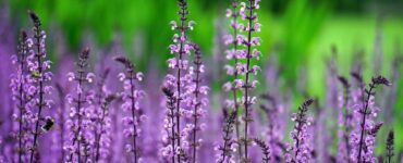 Plantas exigem cuidados específicos conforme o ambiente