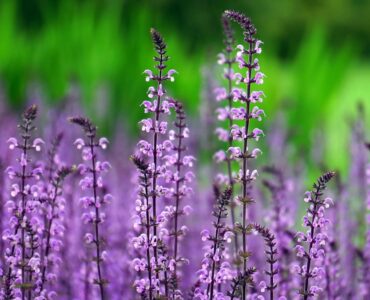 Plantas exigem cuidados específicos conforme o ambiente