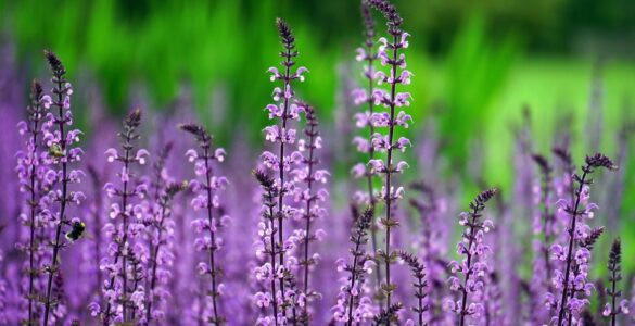 Plantas exigem cuidados específicos conforme o ambiente