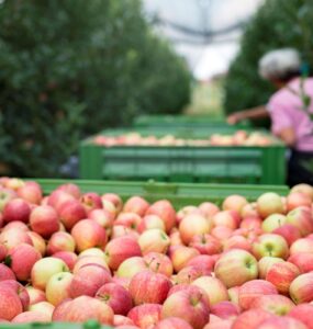 Umidade e a temperatura ameaçam exportação de alimentos