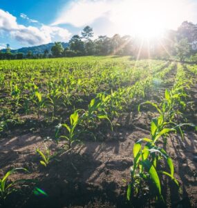 Novo El Niño reforça importância da gestão de riscos no agro