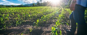 Novo El Niño reforça importância da gestão de riscos no agro
