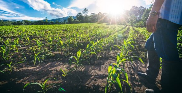 Novo El Niño reforça importância da gestão de riscos no agro