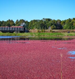 Cranberries incrementam a economia nacional