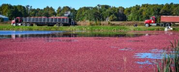 Cranberries incrementam a economia nacional
