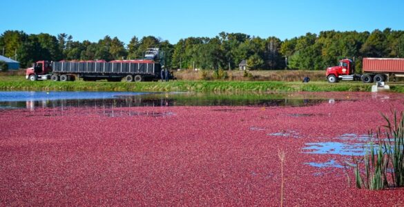 Cranberries incrementam a economia nacional