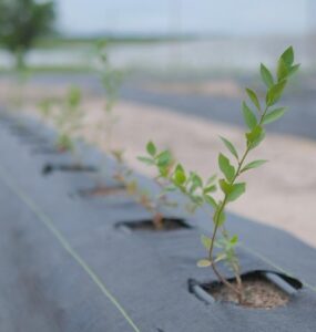 Golden Agro inicia colheita de mirtilos e aprova expansão