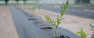 Golden Agro inicia colheita de mirtilos e aprova expansão