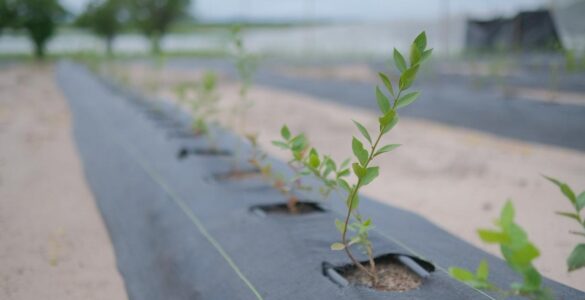 Golden Agro inicia colheita de mirtilos e aprova expansão