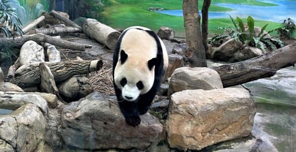 Taiwan reúne atrações para viagens em família com crianças