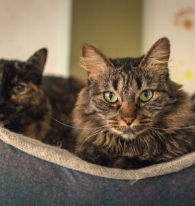 Elanco lança tratamento oral diário para diabetes felina