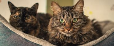 Elanco lança tratamento oral diário para diabetes felina