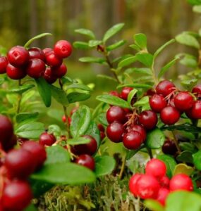 Cranberry: uma fruta repleta de benefícios para a saúde