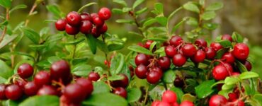 Cranberry: uma fruta repleta de benefícios para a saúde
