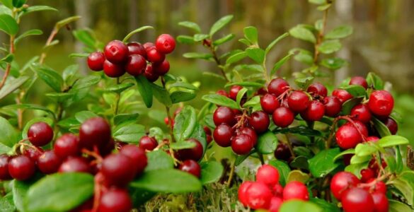 Cranberry: uma fruta repleta de benefícios para a saúde