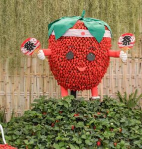 Festa de Flores e Morangos de Atibaia apresenta novidades