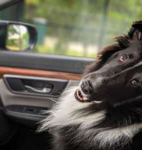 Turismo pet friendly ganha força nas estâncias paulistas