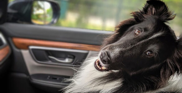 Turismo pet friendly ganha força nas estâncias paulistas