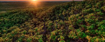Ecora e BeZero elevam integridade no mercado de carbono