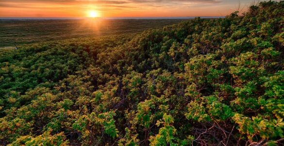 Ecora e BeZero elevam integridade no mercado de carbono
