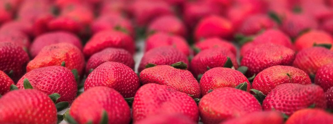 Festa de Flores e Morangos realiza 44ª edição em Atibaia