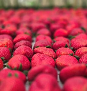 Festa de Flores e Morangos realiza 44ª edição em Atibaia